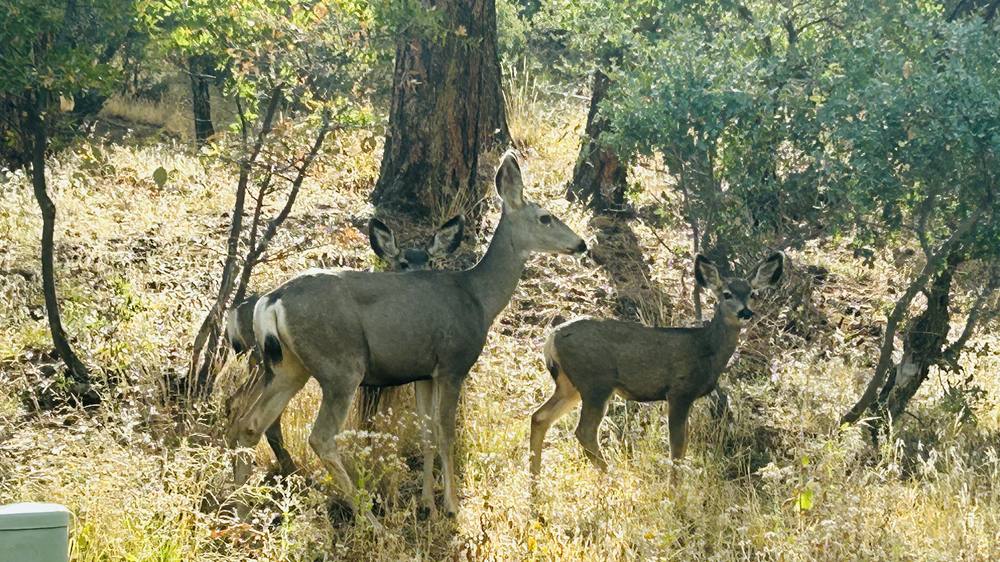 Two deer in the trees