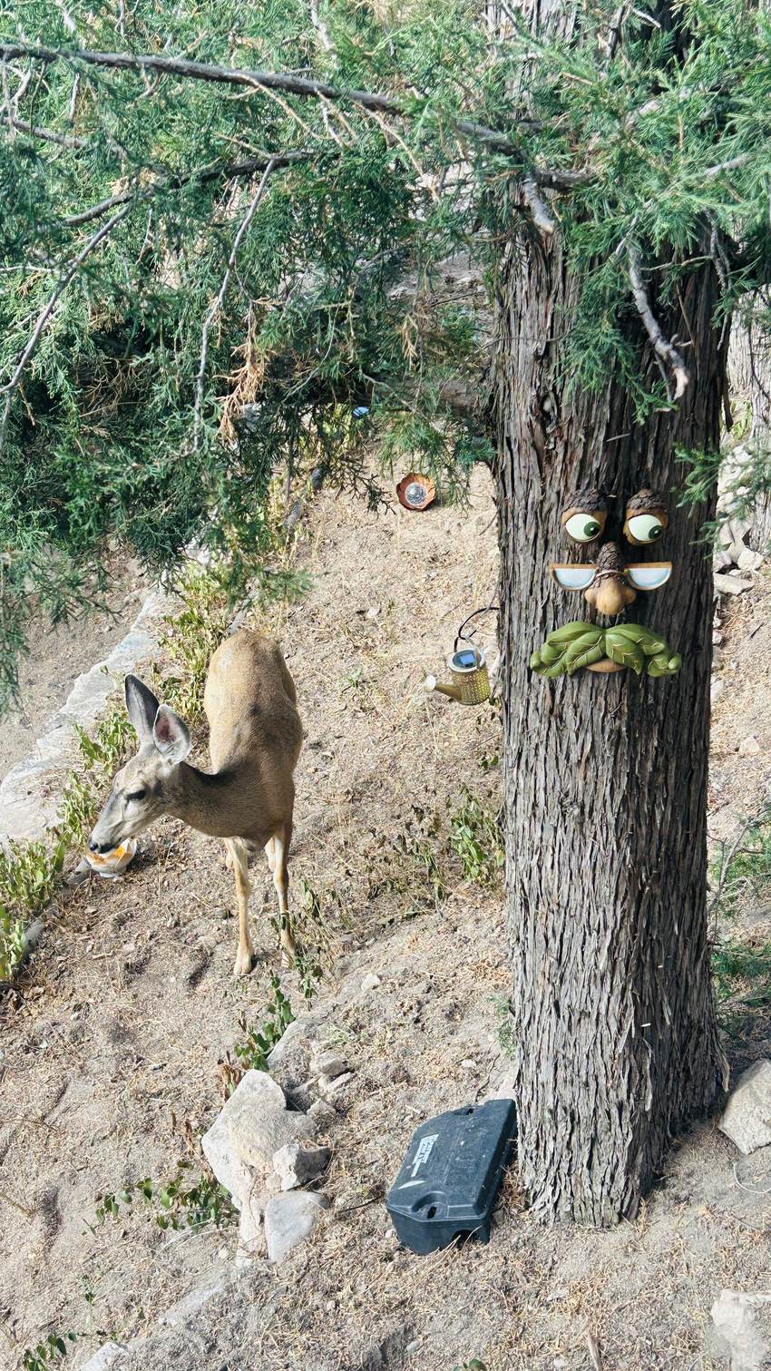Deer visiting beneath the pines