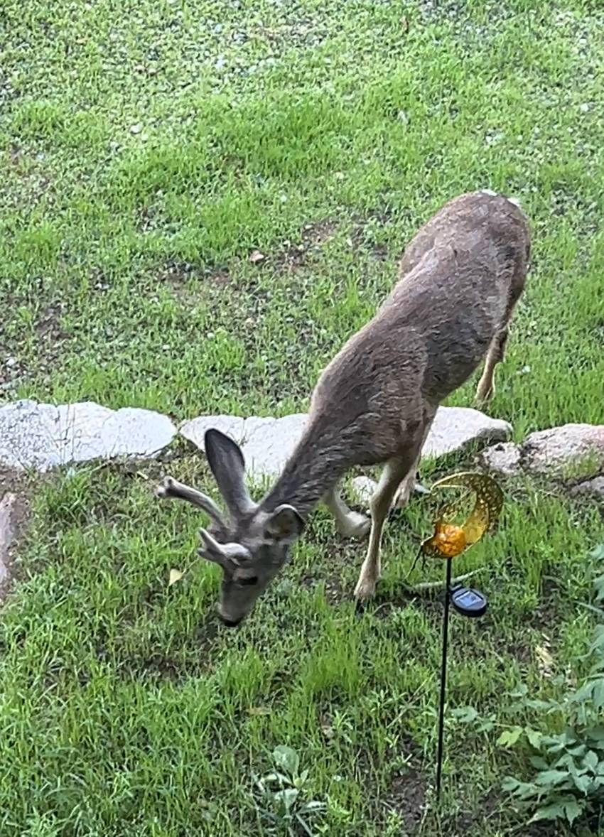 Deer grazing in the yard